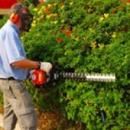 Hedge Trimmers